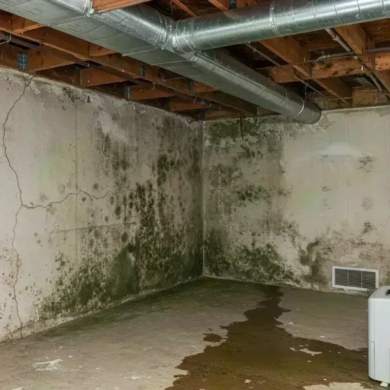 Professional Mold Removal in Barren County, KY